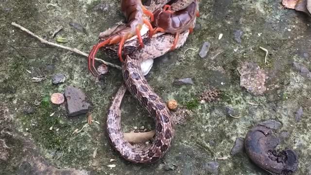 Snake Versus Centipede