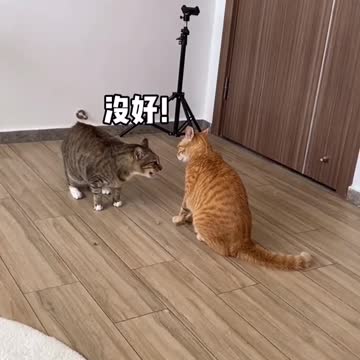 Super lazy Cute Cats Compilation