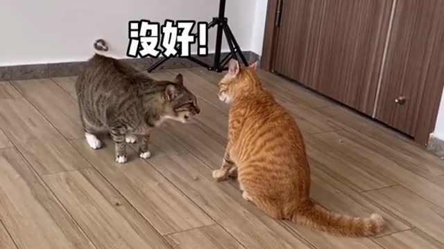 Super lazy Cute Cats Compilation