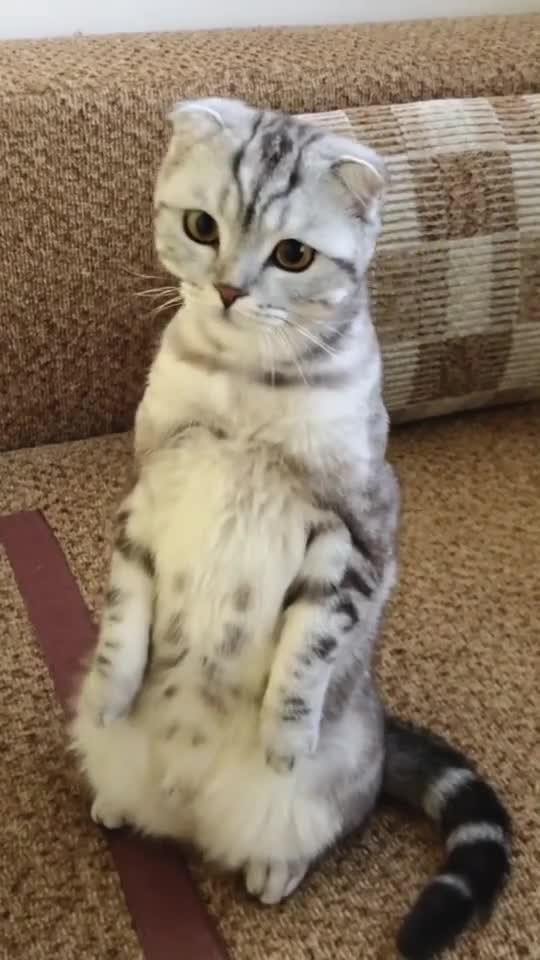 Amazing dancing cats 😍 it very lovely cats