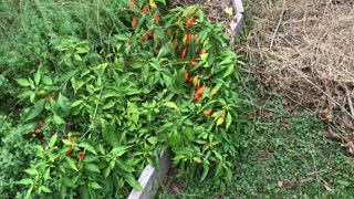 Growing peppers and tomatoes in December