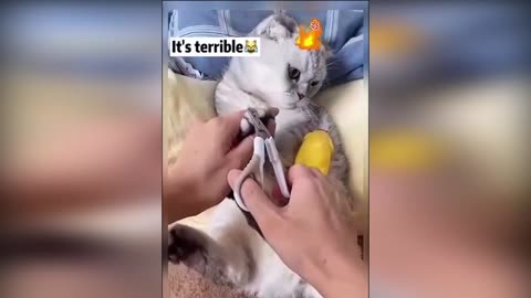 CATS AND DOGS