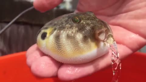 Puffer Fish releasing water