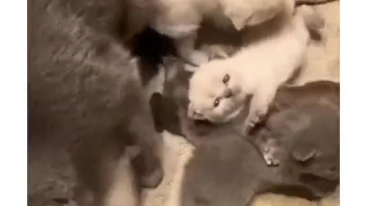 Mother cat caring for her newborn baby