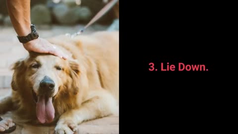 Dog training videos step by step