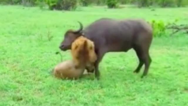 The ox had been bitten by the lion's neck and was going to be the lion's dinner