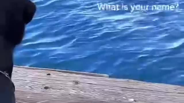Land doggo Vs water doggo (f*ck u Tony!) 😂