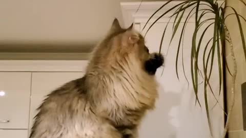 Cat is fighting a plant!