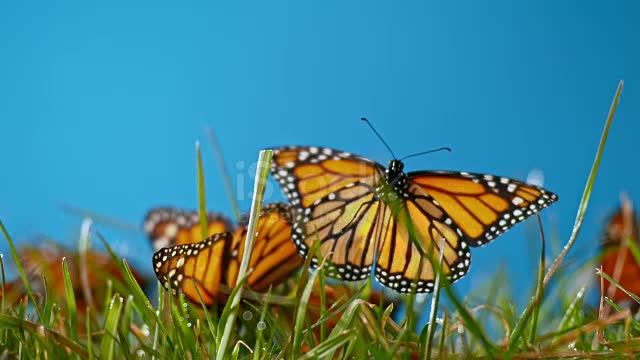 Beautiful butterfly flying