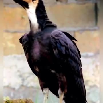 Bird with a Dog’s Head – You Won’t Believe Your Eyes
