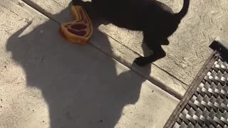 Cute pup attacks steak toy