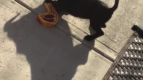 Cute pup attacks steak toy