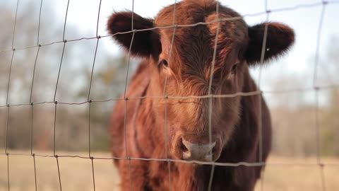 Cow In Grassy Field Tight Slider Shot