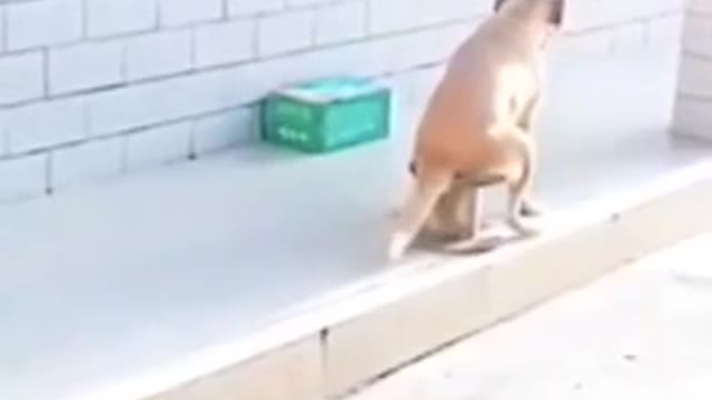 funny dog