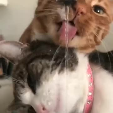 Cat FunnyCat Cute videosCat Funny Videos03