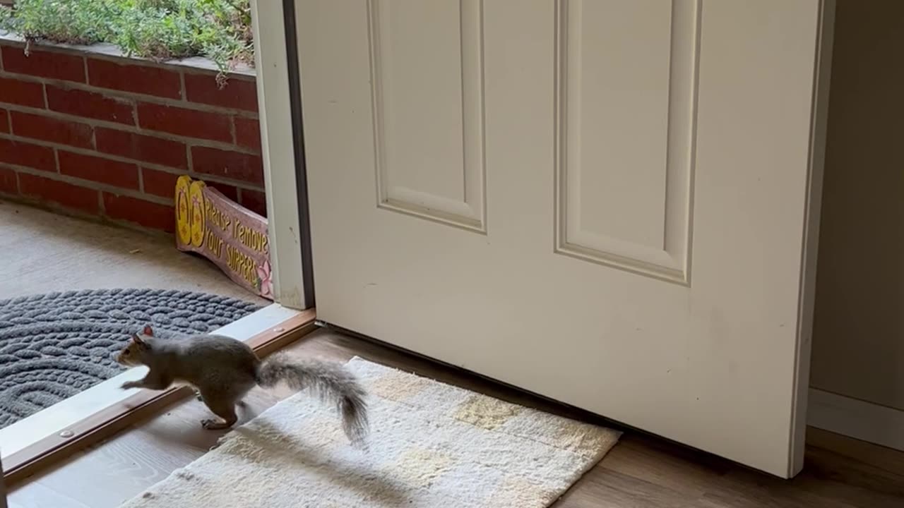 Squirrel Helps Himself to Peanuts