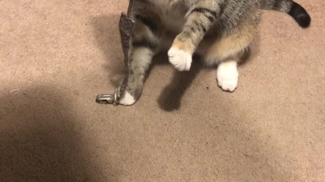 Kitty Briefly Suckles On Binky