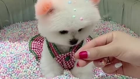 Healing cute puppy