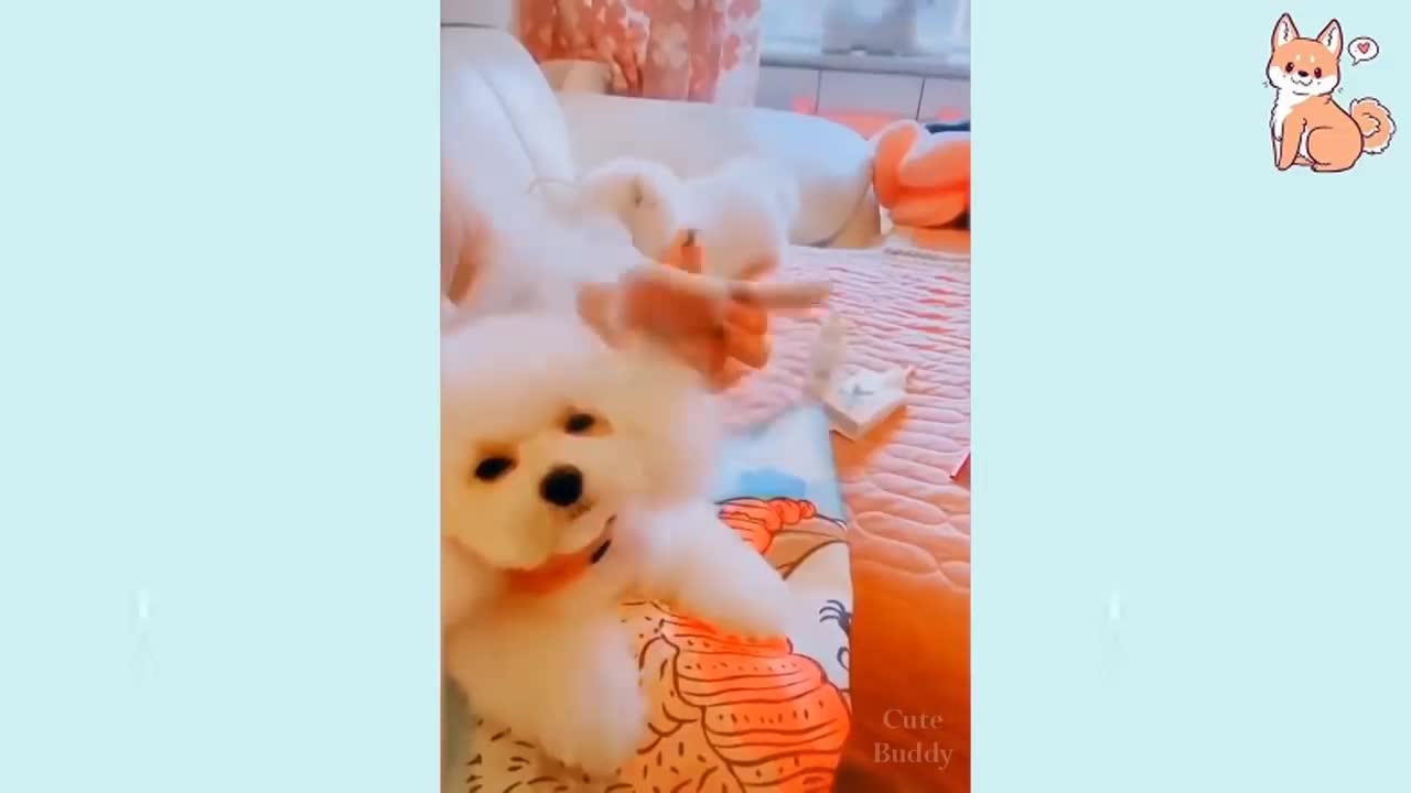 what a cute puppies