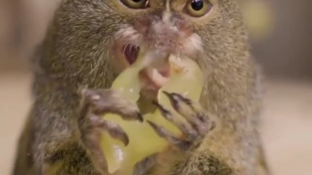 The way this little animal eats grapes is really cute