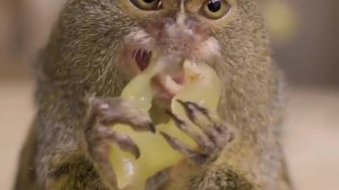 The way this little animal eats grapes is really cute