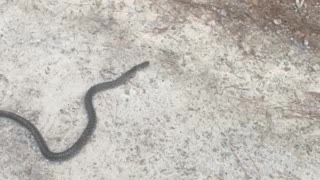 Unloading hay and this was in my trailer after I got done