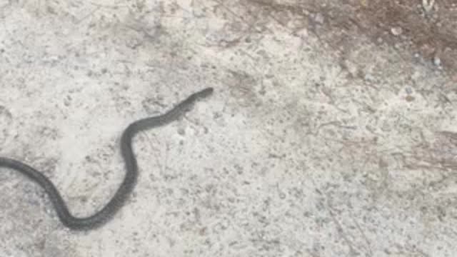 Unloading hay and this was in my trailer after I got done