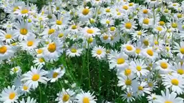 Daisy Flower Garden