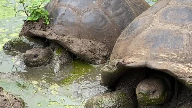 Giant tortoise entertaining in the silt