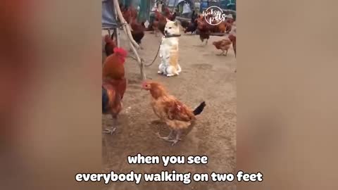 FUNNY AND CUTE CATS 🐱 AND DOGS 🐶VIDEOS FUNY ANIMALS FROM TIKTOK VIDEO COMPILATION #2