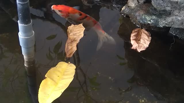 watch carp swimming in artificial lake