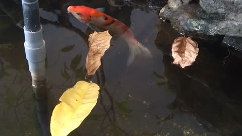 watch carp swimming in artificial lake