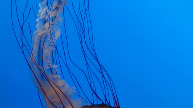 beautiful animals