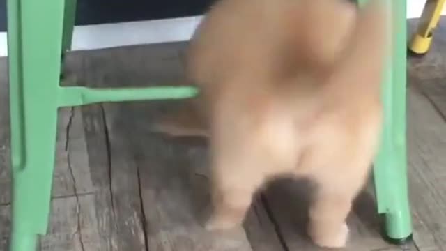 Cute Golden Retriever Stuck
