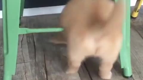 Cute Golden Retriever Stuck