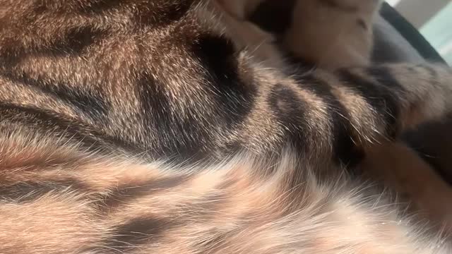 Bengal cat sleeps and wakes up to wash his face