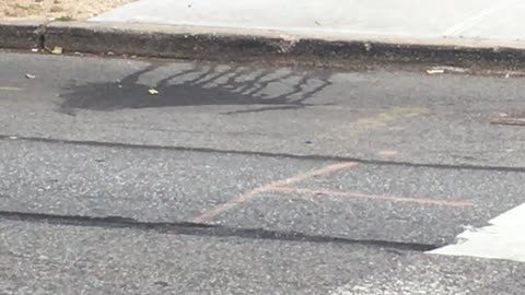 NYC Cat Runs Off With A Pigeon