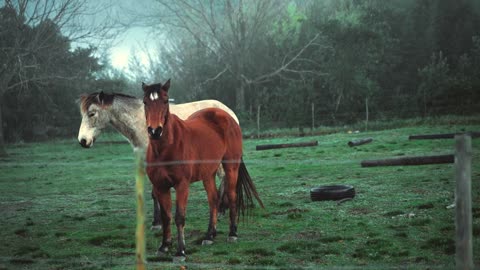 Beautiful horse in park.acting