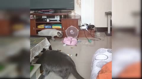 Most Funny Cat Videos Compilation