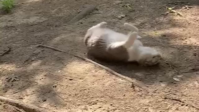 There is a cute cat hanging wallow