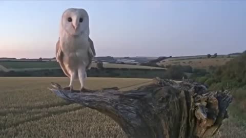 Dangerous owl bird.