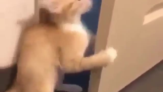 You Get Out_Cat Funny Moment_Cat Party