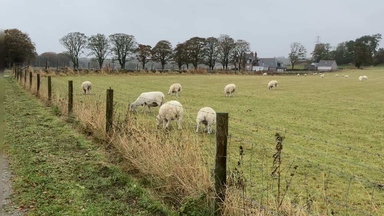 Sheep grazing Westhill Oct 2023