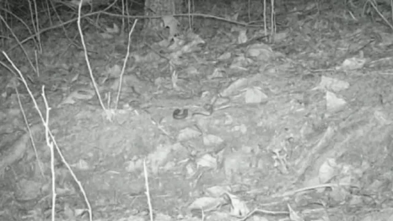 Bear Raccoons and Fox