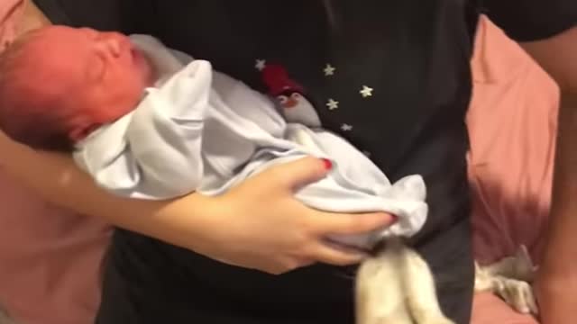 3 Years Of Love Between My Husky & Baby!! [CUTEST VIDEO EVER!] [WITH MUSIC]