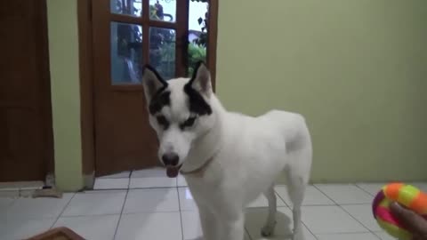 Look at the Husky's cute reaction when he hears this sound . So Funny..😂😂.