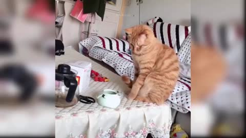 Cat video 📹 ♥ ❤ 😍 🤣