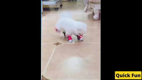 Dogs and Cats Very Funny Videos