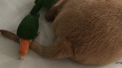 Dog Has Had Enough of His Birdie Massage