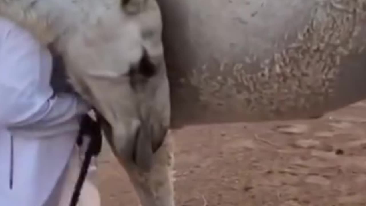 A camel greeting his herder #shorts #shortvideo #youtubeshorts#video #virals